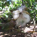 Hier in Grenada wird auch Baumwolle angepflanzt